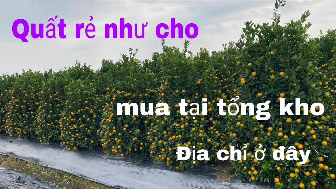 Giá quất cảnh năm nay
