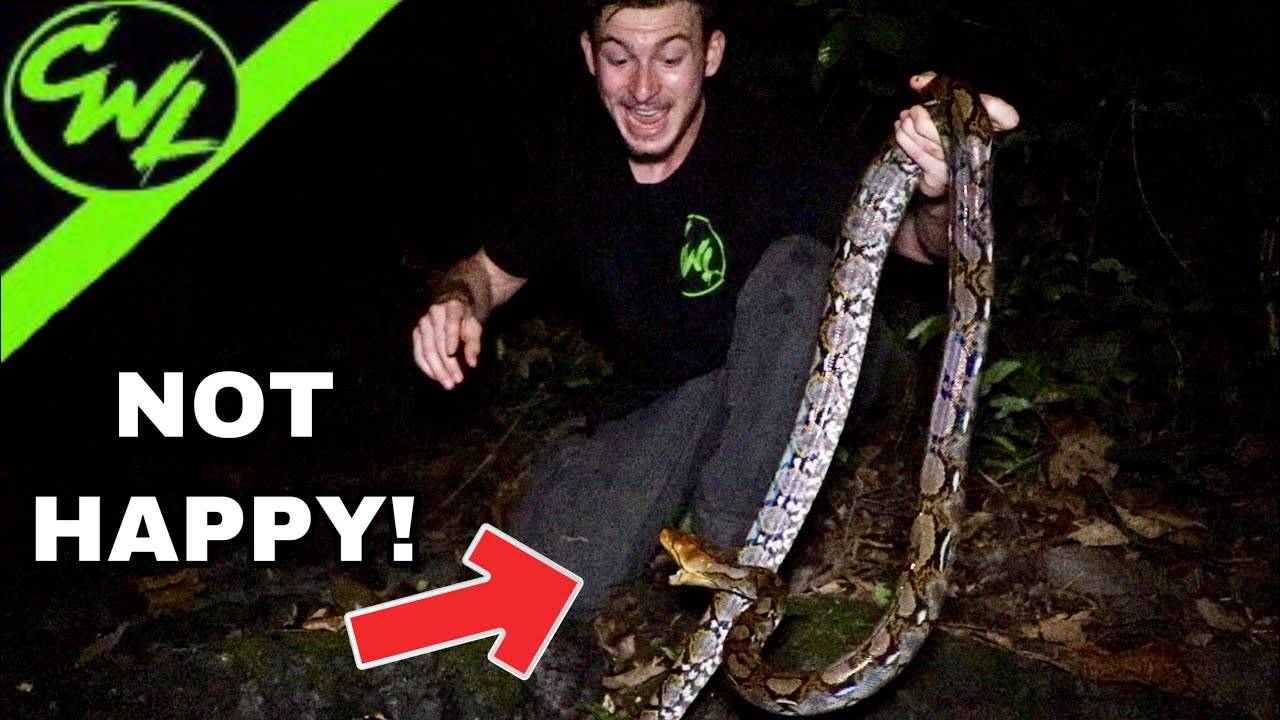 WILD PYTHON, FOUND IN THAILAND!!!