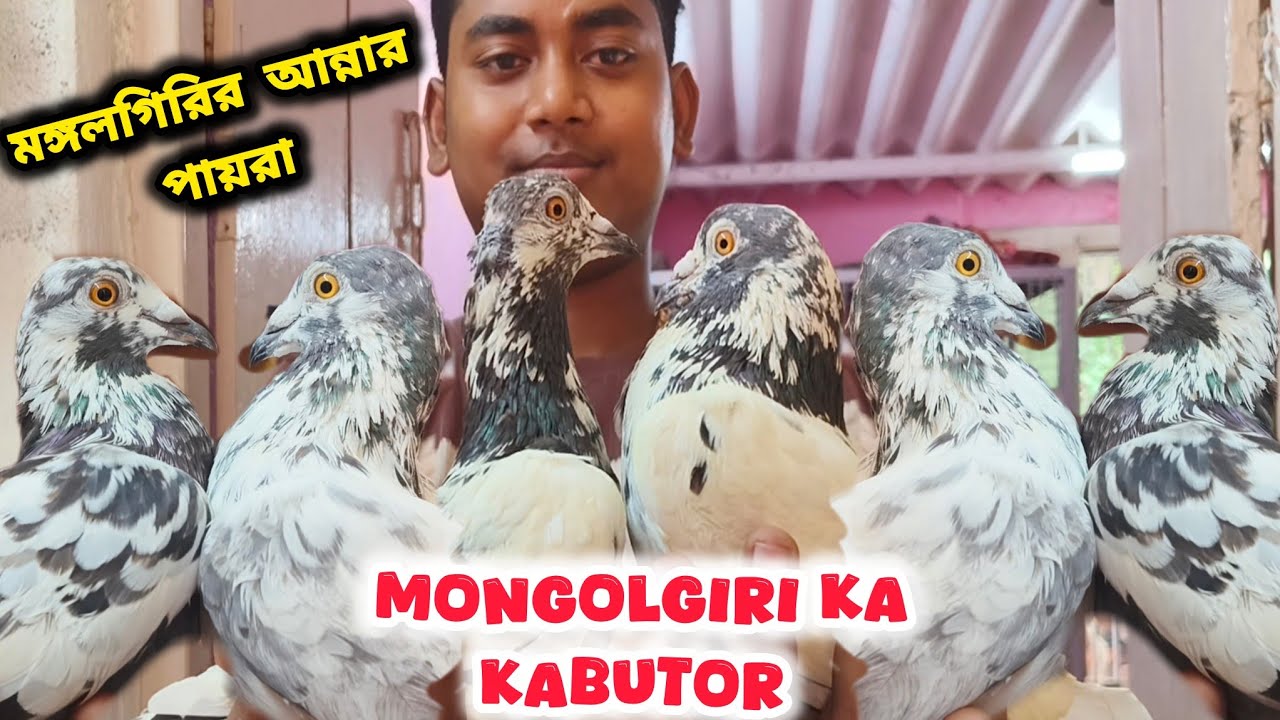 অন্দ্রপ্রদেশের মঙ্গলগিরির পায়রা।।MONGOLGIRI ANNA KA KABUTOR। @pigeonsloverrj9600 