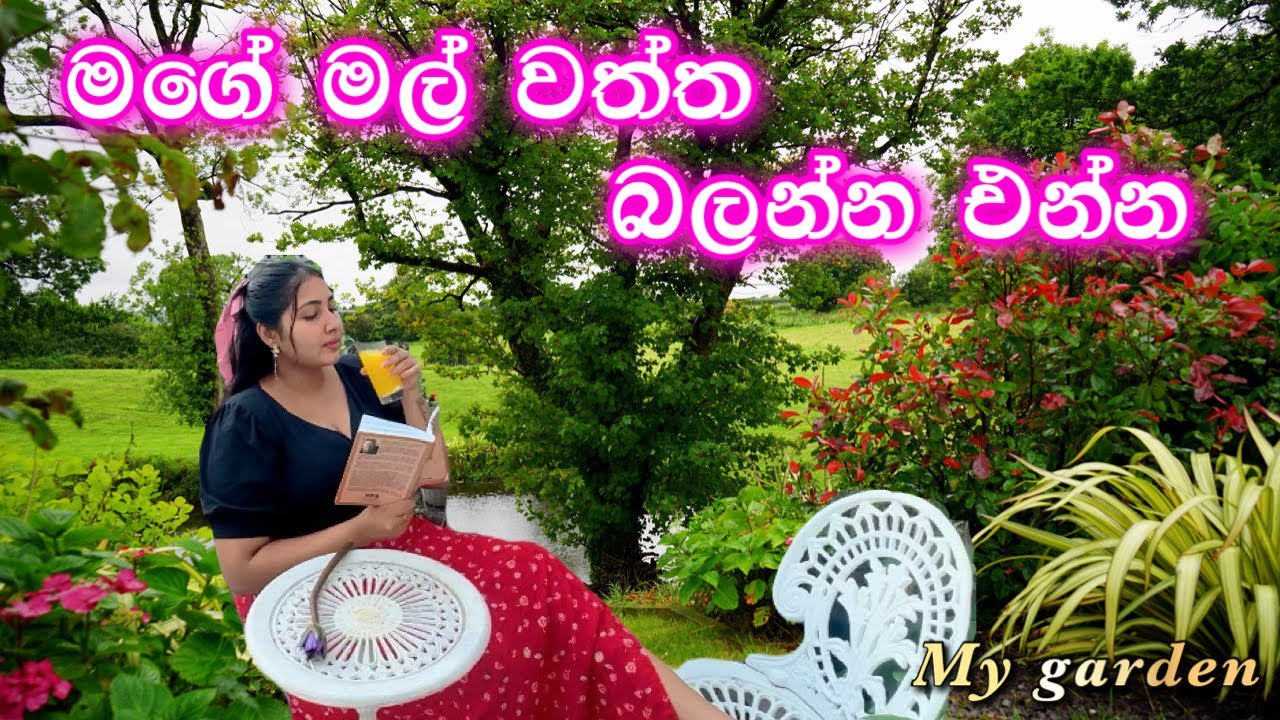 මගේ මල් වත්ත | මගේ ලස්සන දවසක් | garden | flowers | vegetables | fruits | ridma pilapitiya
