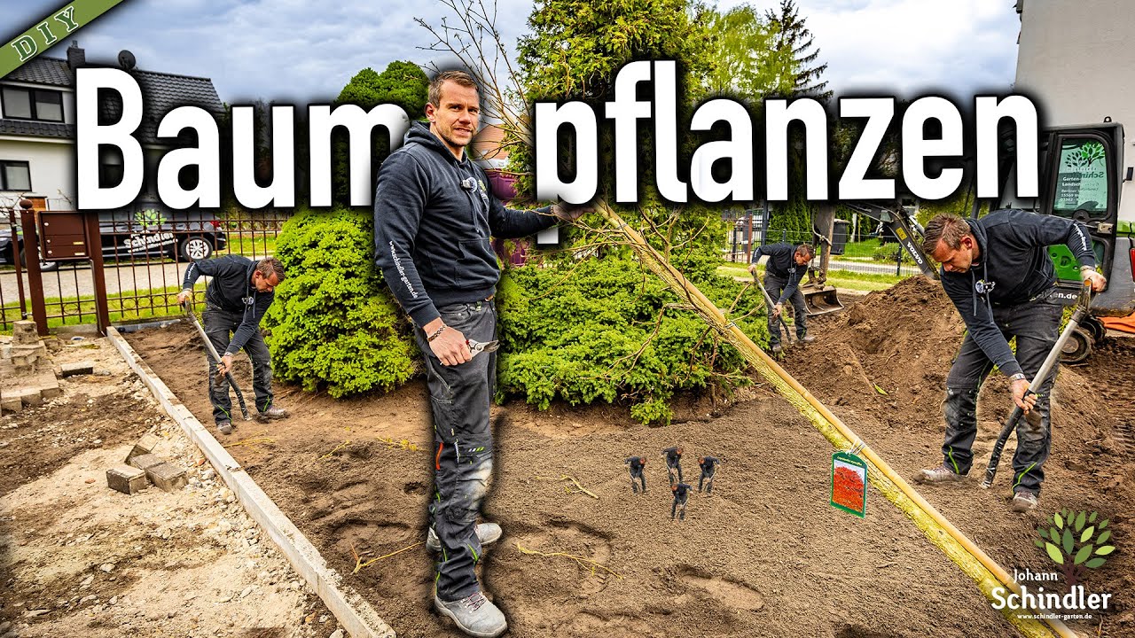 Wie pflanze ich einen Baum richtig?