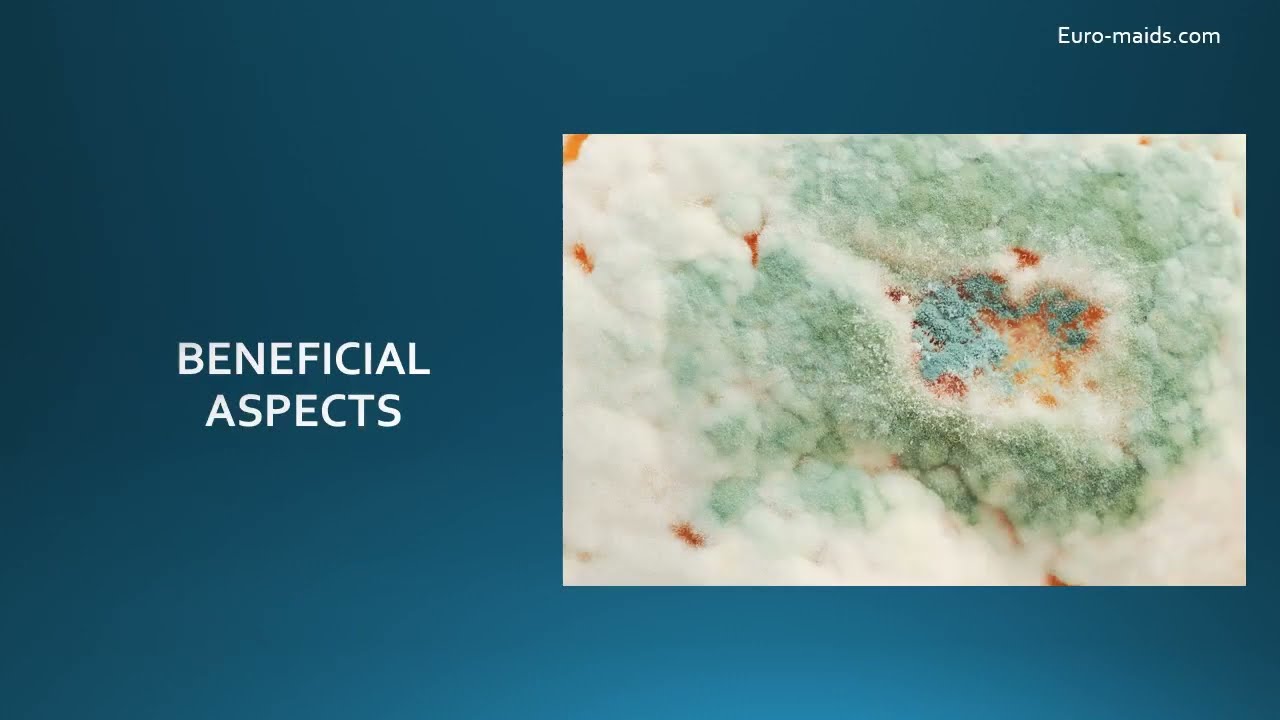 Detailed video on Economic Importance of Fungi | short note- Beneficial and Harmful aspects of fungi