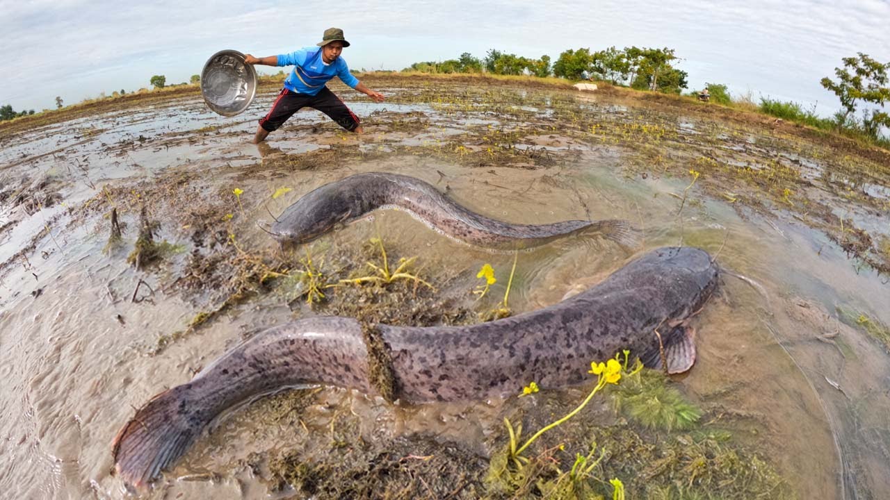 Harvesting Thousands of Giant Catfish from Flooded Fields | Hand Fishing Skills