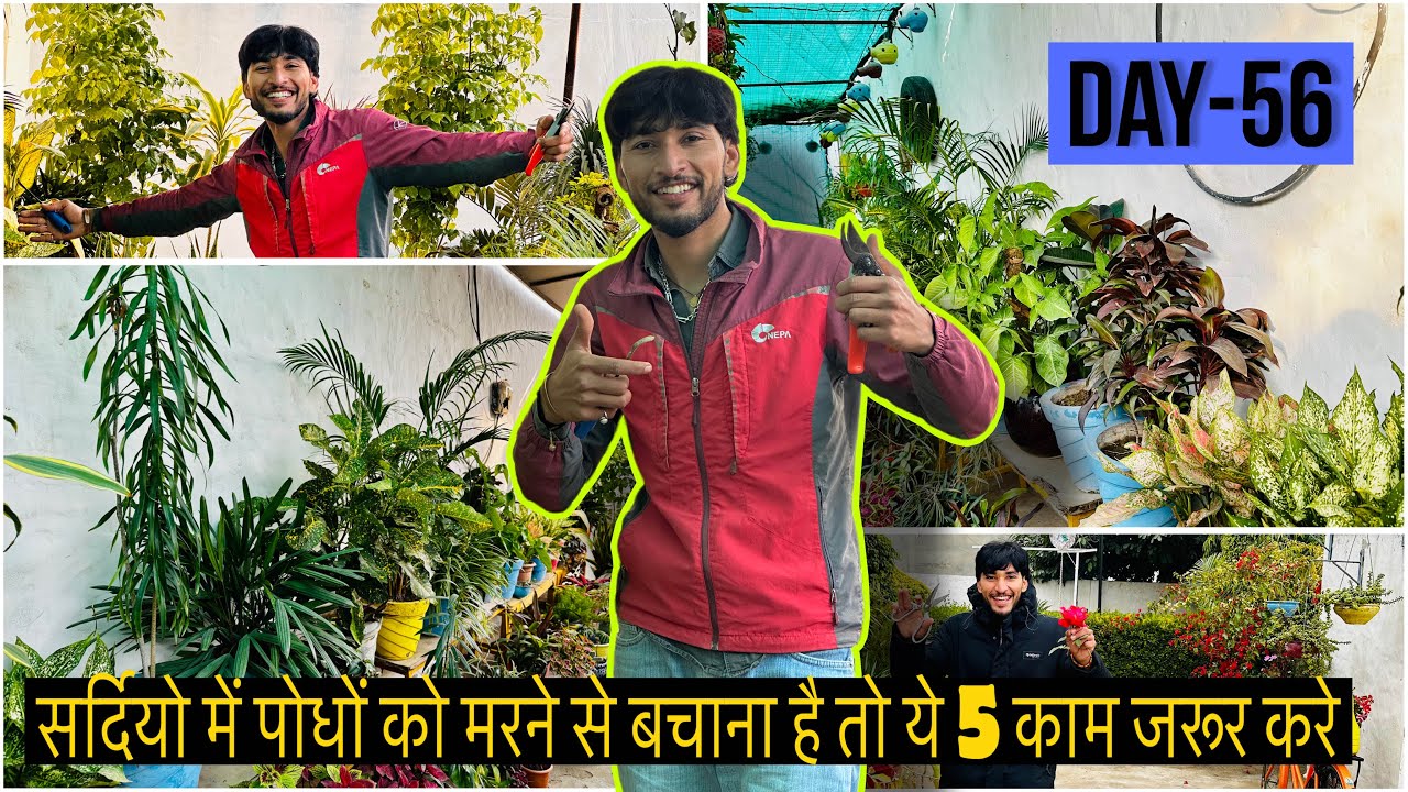 सर्दियो 🥶 में अगर पोधों 🌳 को मरने से बचाना है तो ये 5 काम जरूर करे 