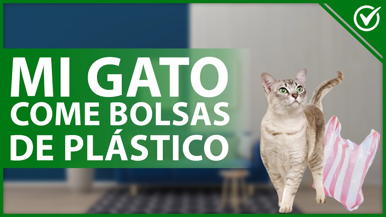 🐈 ¿Por qué mi GATO COME BOLSAS de plástico? - Causas y solución efectiva 🐈🛍