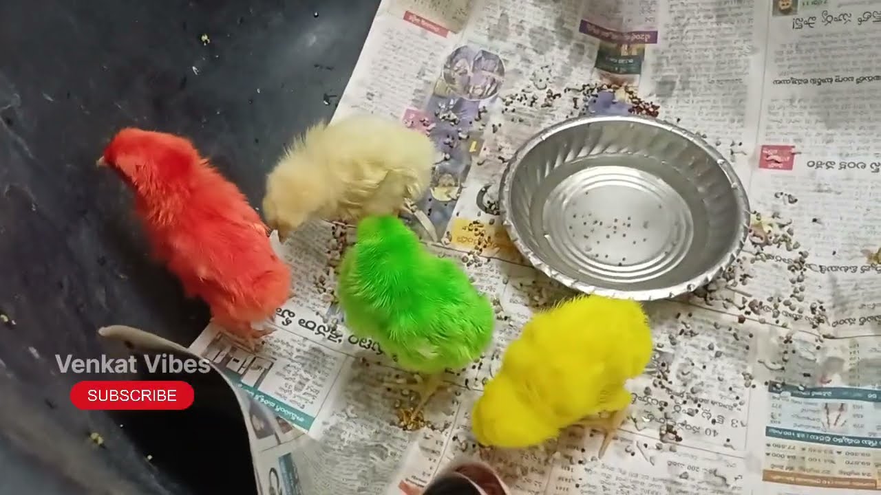 కోడిపిల్లలు Small Hens So cute 🥰#viral #youtube#hens #trending@Venkat360-P9 