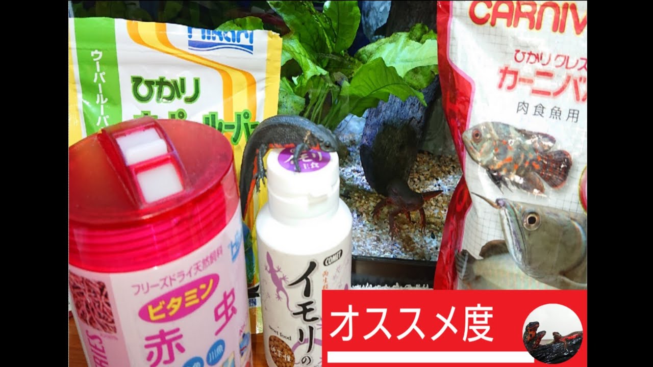 【イモリの餌】嗜好性、匂い、与えやすさ解説！