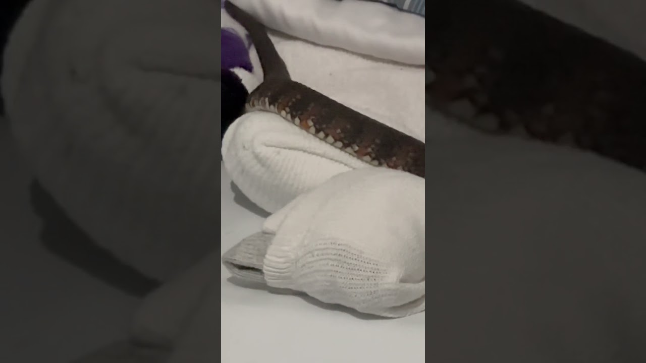 Snake 🐍 warning ⛔️ #snake #warning #subscribe #danzig #metal #rock #live #youtubeshorts #scary #wow