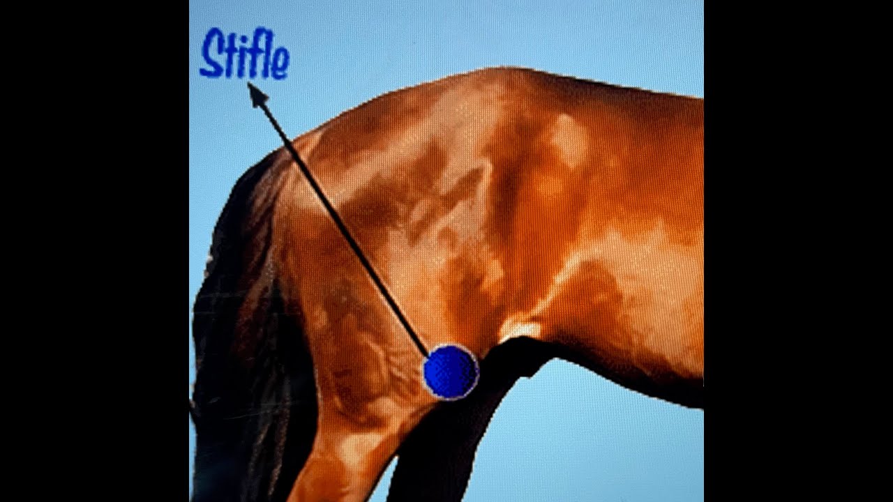 Gaited Horse - Stifle Issues - Horse's Backend Gives Out