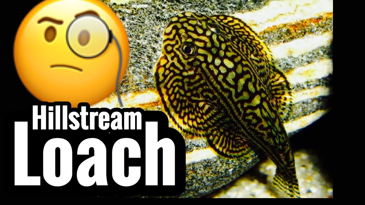 Butterfly Hillstream Loach Care - Magnificent