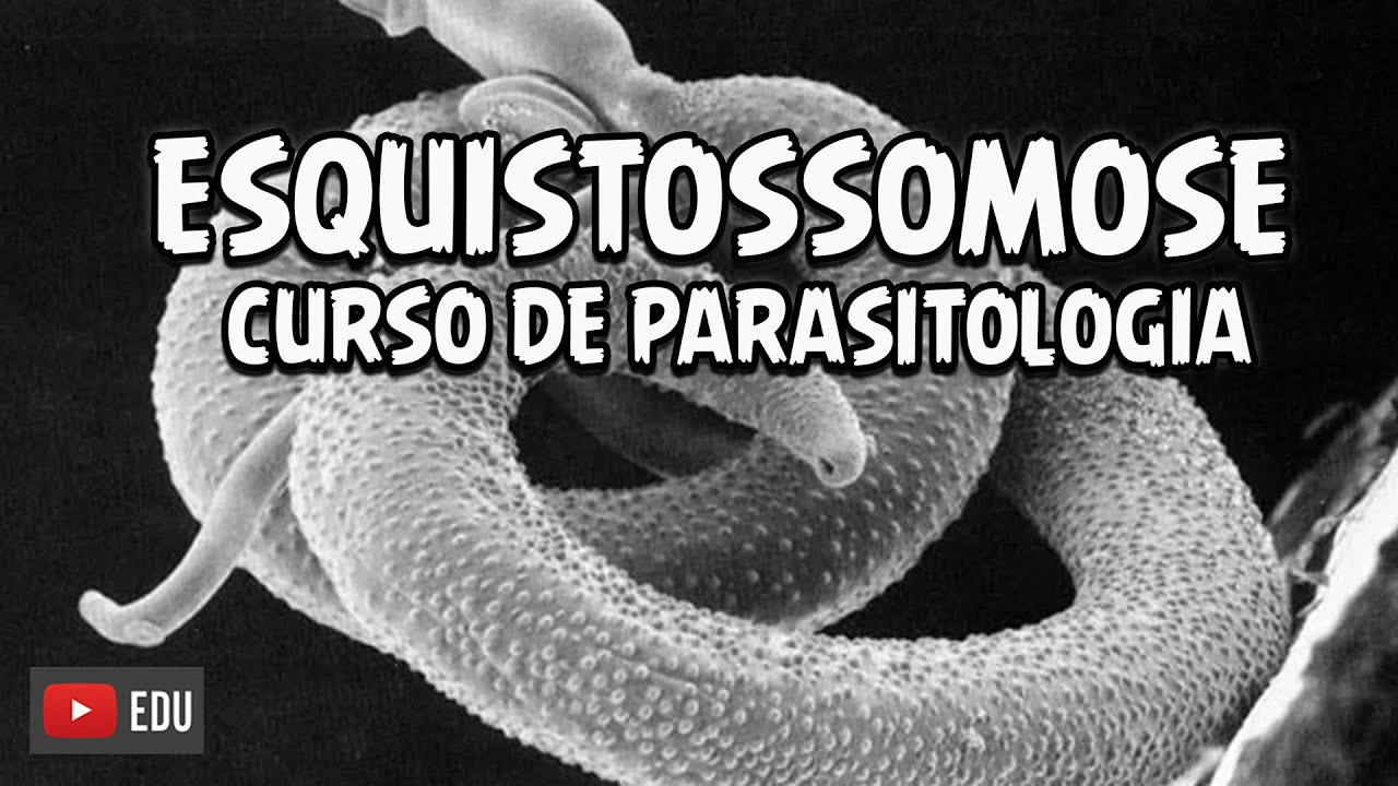 CICLO DA ESQUISTOSSOMOSE - CURSO DE PARASITOLOGIA│ Biologia com Patrick Gomes
