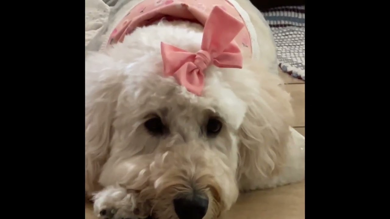 The Cutest And Friendly Dog I Ever Met/ My Niece's Dog