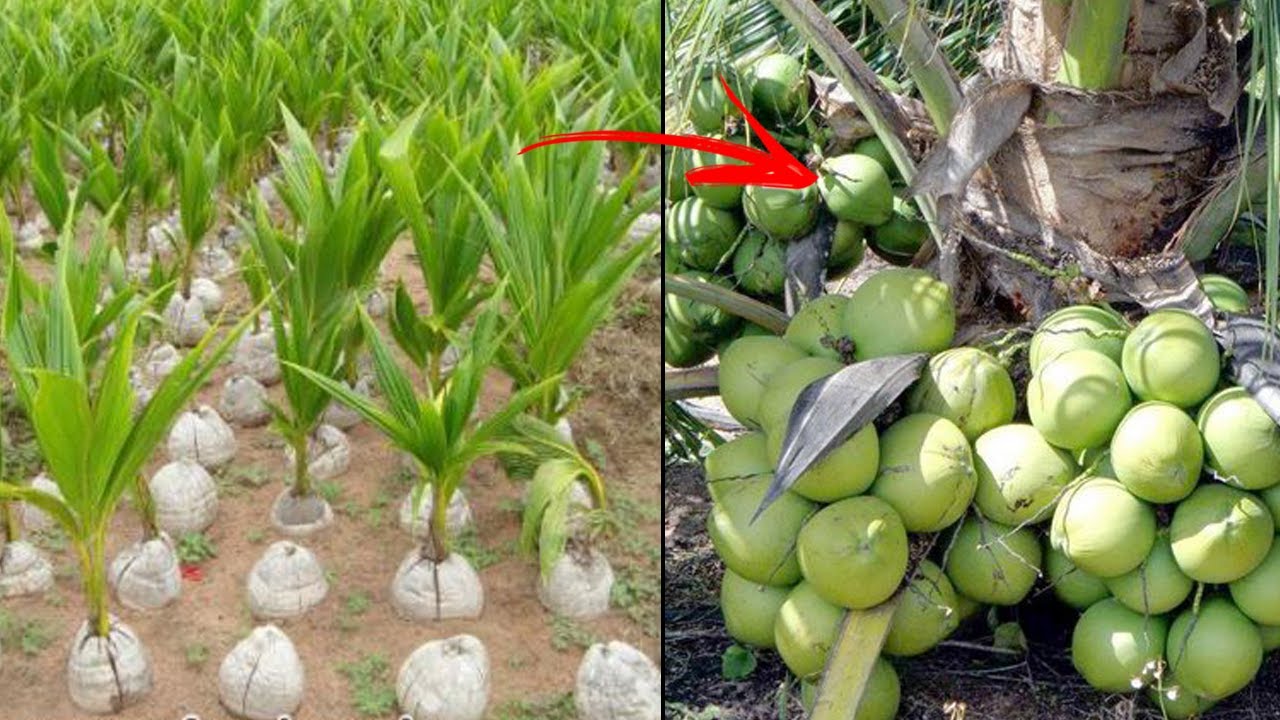 Como Fazer MUDAS de COCO - Passo a Passo F&aacute;cil