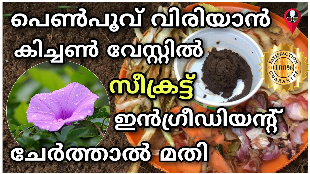 വീട്ടു കൃഷിക്ക് അറിഞ്ഞിരിക്കണം | Flower growing krishi tips in malayalam | Prs kitchen krishi