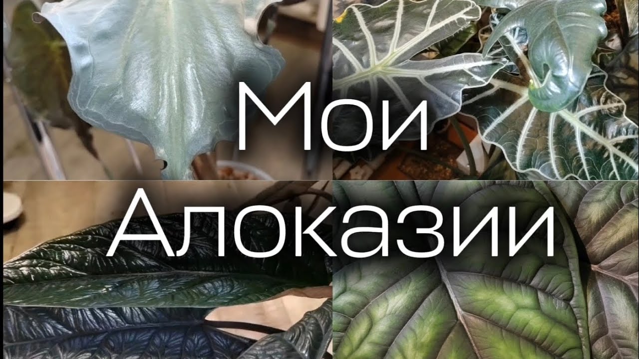 Мои Алоказии 