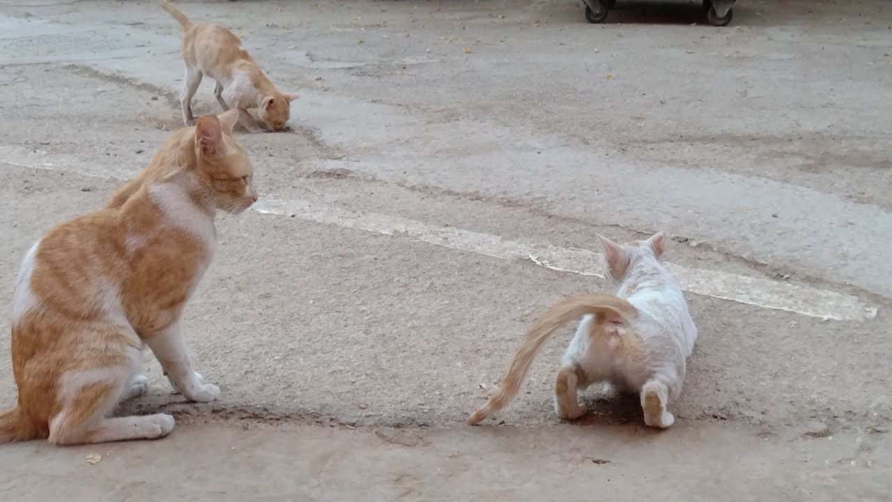 CAT MATING FEMALE IN HEAT CLOSELY CAUGHT ON CAM