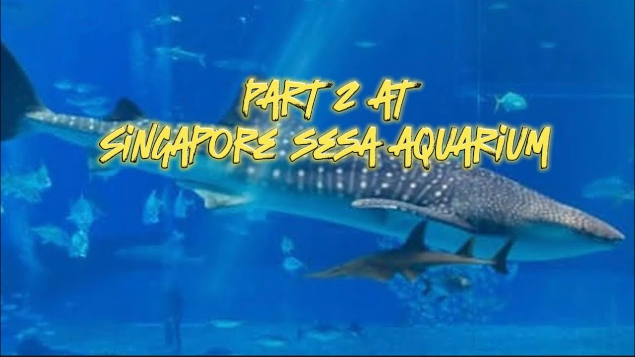Part2 Sea aquarium Singapore #youtube #shortsvideo #youtubeshorts #trending #seaaquariumsingapore
