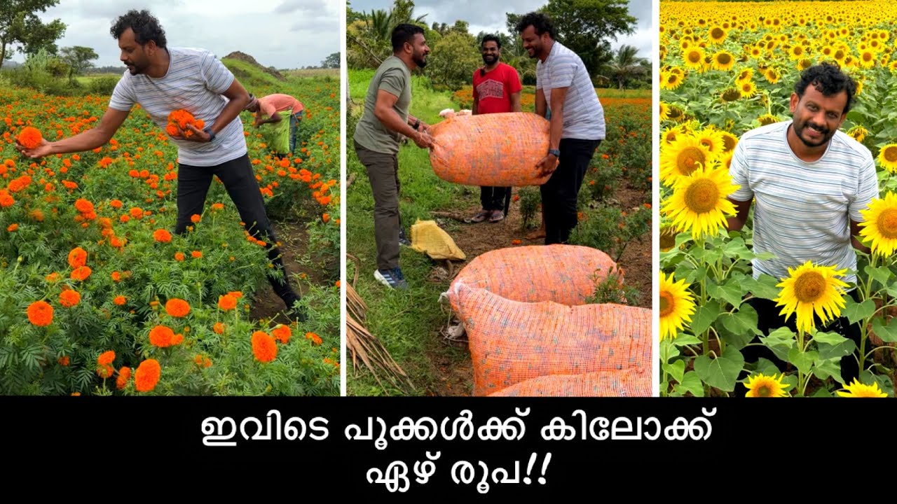 ഇവിടെ പൂക്കൾ കിലോക്ക് ഏഴ് രൂപ ഓണത്തിന് നമ്മുടെ മാർക്കറ്റിലെത്തിയാൽ 😱 Gundlupet | Flower farms