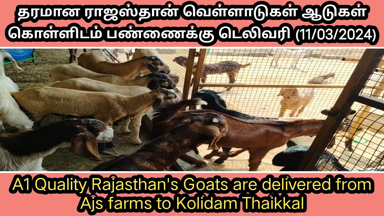 ராஜஸ்தான் வளர்ப்பு ஆடுகள் கொள்ளிடத்திற்கு டெலிவரி பண்ணியாச்சு/AJS GOAT FARMS