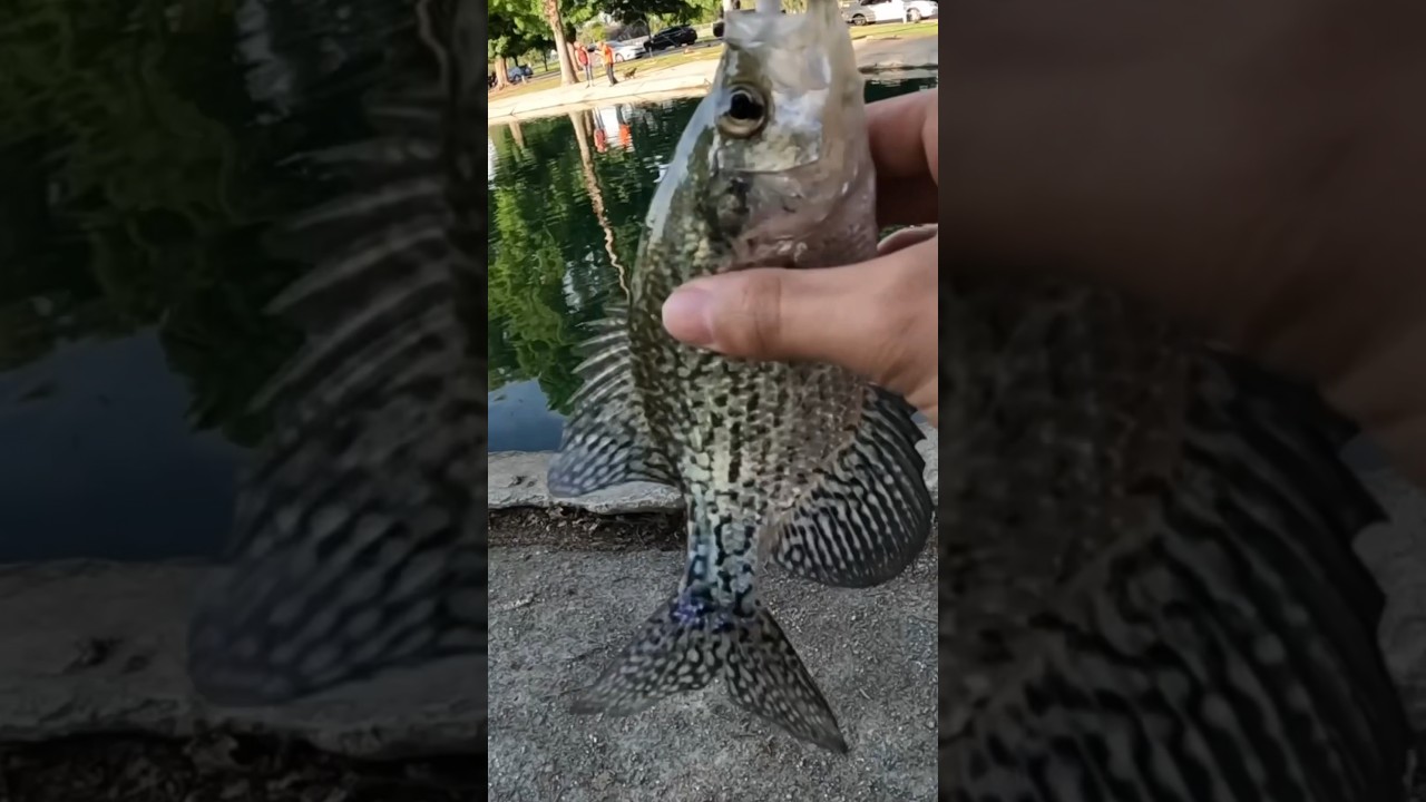 BEST Crappie Lure!