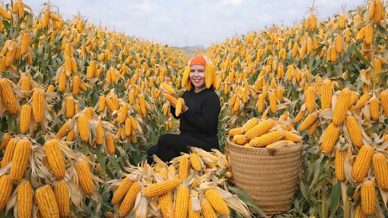 CEO Phuong, harvesting corn, farm life.