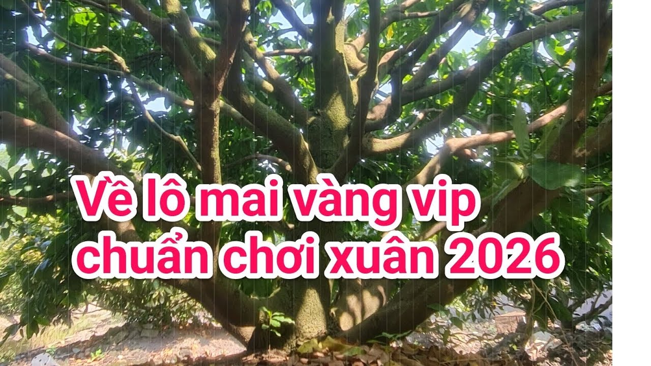 Em về giao lưu cô chú Lô mai vàng chơi xuân 2026 vip.