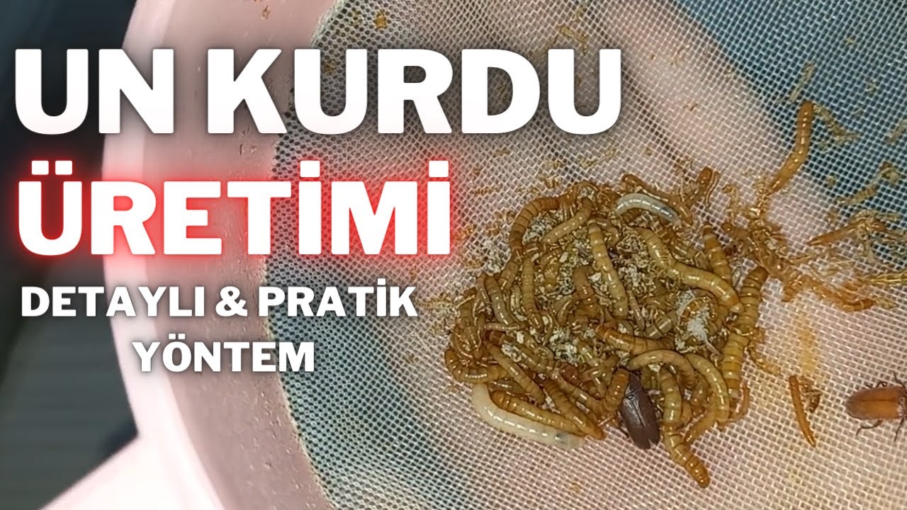 Un Kurdu Üretimi EN DETAYLI ANLATIM