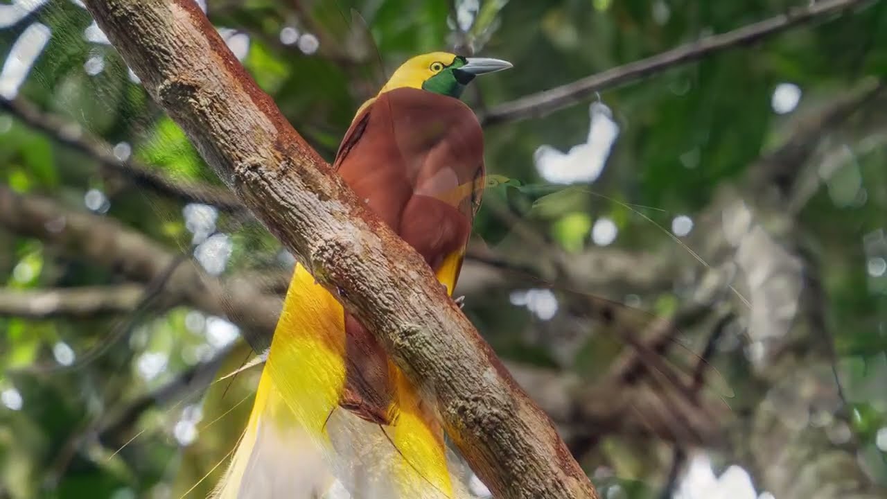 Lesser Bird of Paradise Kasulala forest of Sorong regency