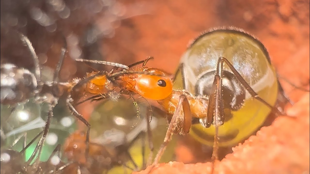 Life inside an ANT COLONY: Myrmecocystus Placodops- Care guide at the end :)