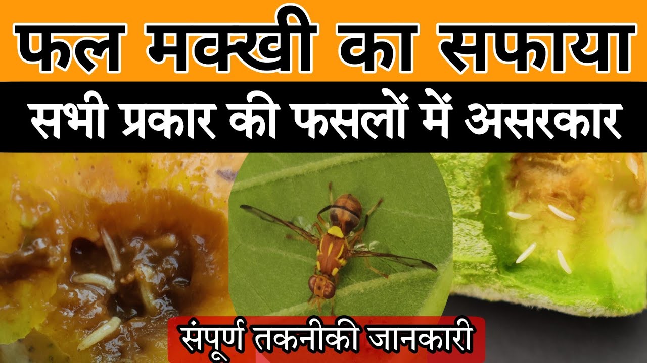 Fruit fly control| फ्रूट फ्लाई कंट्रोल|best Insecticide |fruit fly trap|cucumber fruit fly
