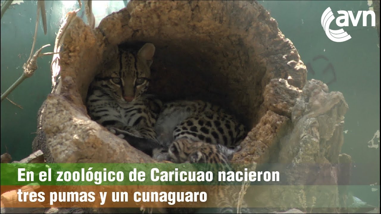 En el zoológico de Caricuao Nacieron tres pumas y un cunaguaro