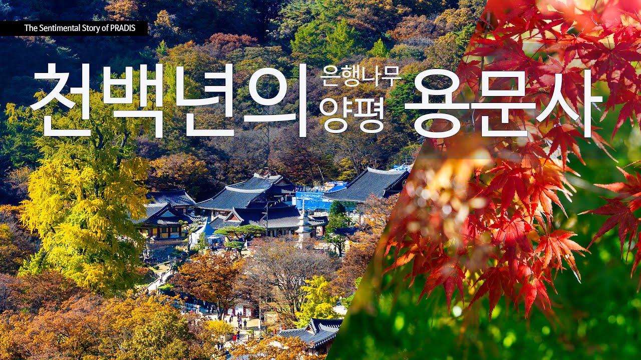 가장 오래된 천년의 은행나무 양평 용문사 #경기도가볼만한곳 #양평여행 #가을여행