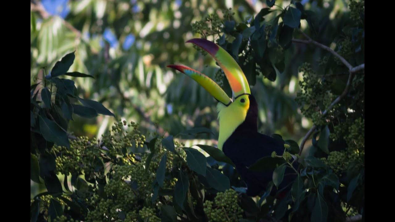 BIRDS of the YUCATAN PENINSULA