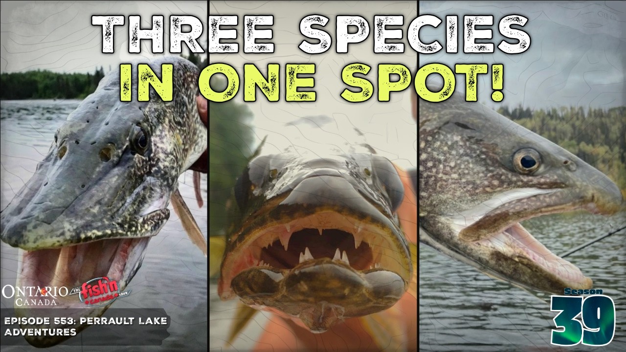 Walleye, Pike, and Lake Trout: One Epic Fishing Spot!