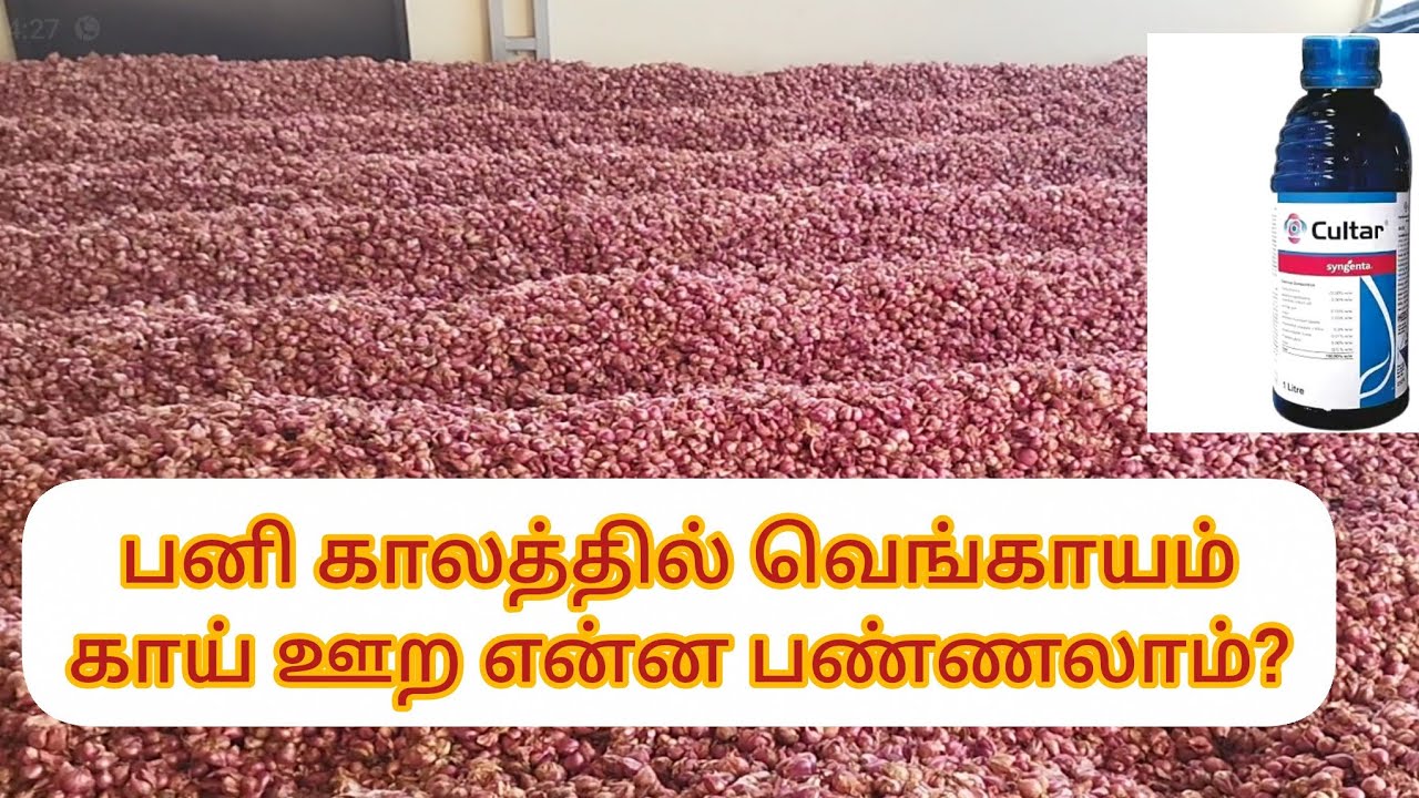 கார்த்திகை மாதம் வெங்காயம் நடவு செய்து இவ்ளோ நஷ்டமா?மொத்த மகசூல் மற்றும் விலை?