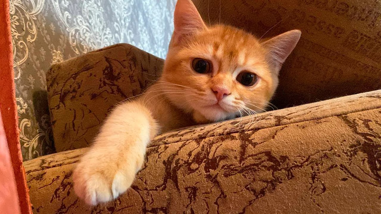 Очень милый рыжий котик