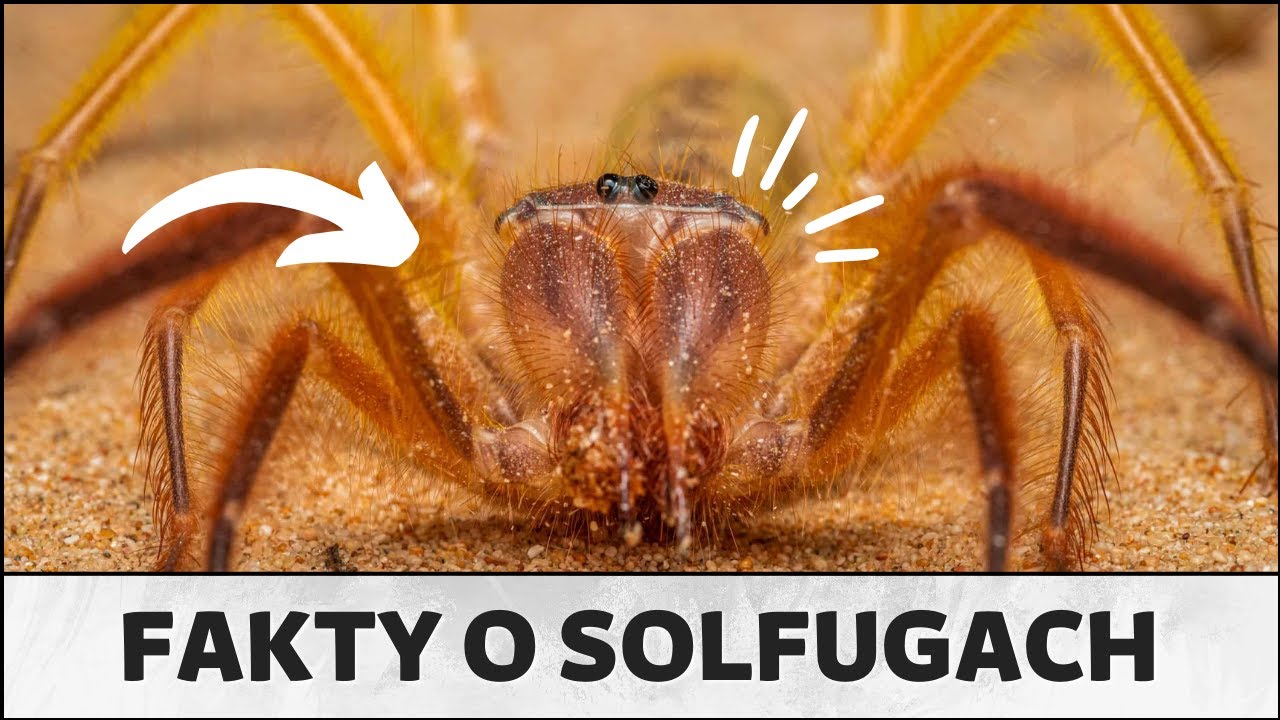 7 fakt&oacute;w o solfugach
