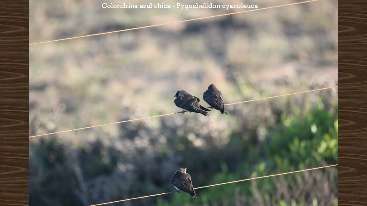 Año 2012 - Salidas de observación de aves