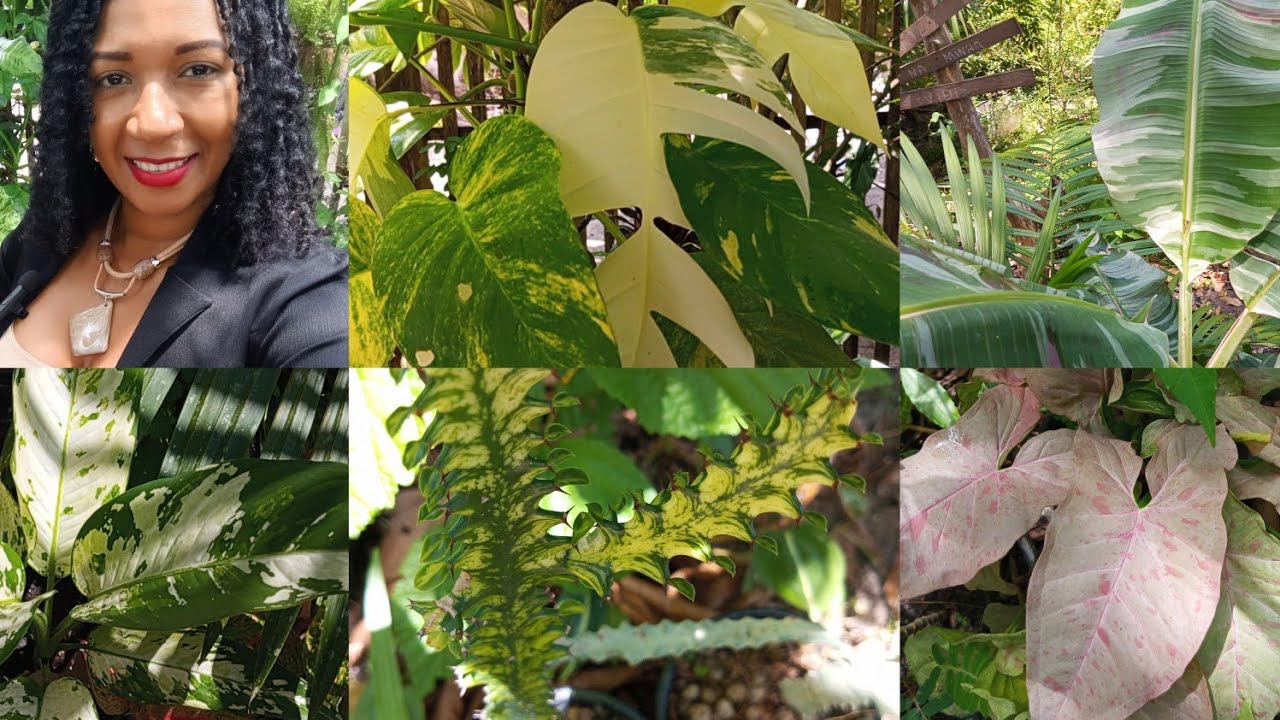 Fui atrás de uma aglaonema em Santa Maria do pará 😱vem ver comigo plantas lindas 😱😍😍🪴🌺
