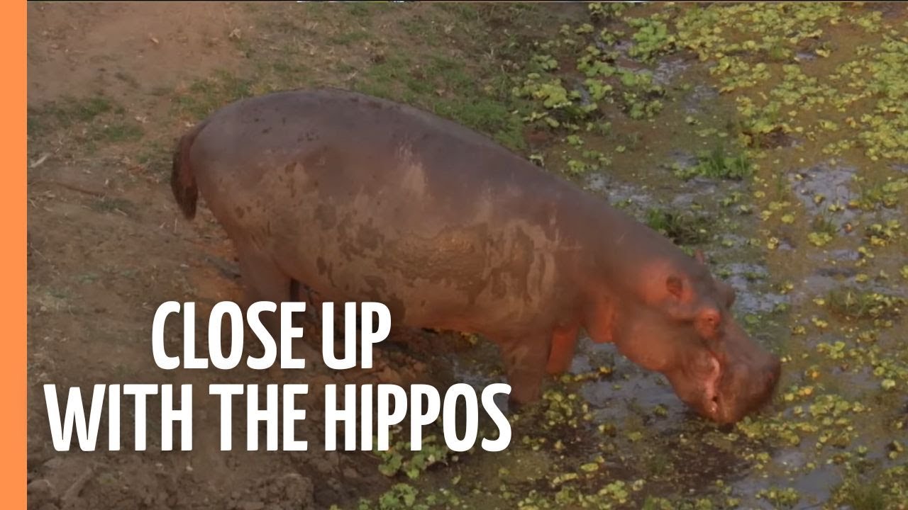 Close up with the Hippos - Spectacular Footage of the African Landscape | Full Documentary