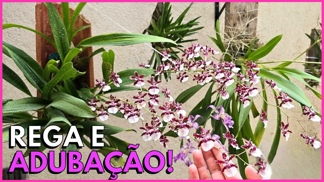 COMO REAGAR E ADUBAR ORQUÍDEAS DE RAÍZES FINAS 🌸☝️