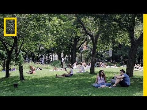 Experience the Tranquility of Central Park | National Geographic