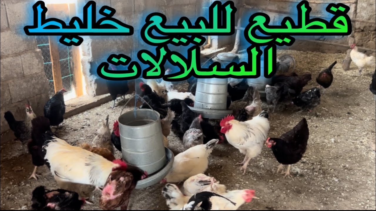 دجاج للبيع القطيع الكبير خليط السلالات بسبب بعض الإصلاحات داخل العنبر إستعدادا للموسم المقبل …