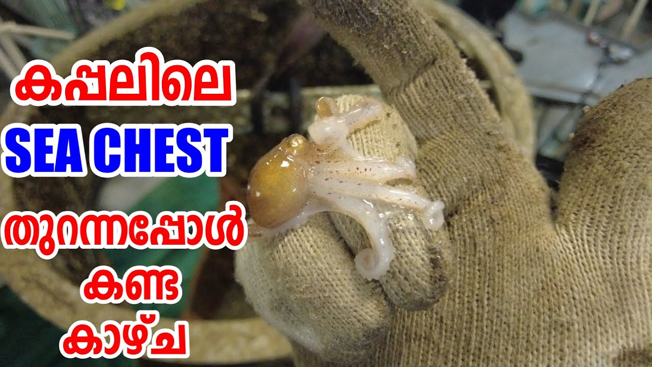 SEA CHEST | LARGEST FILTER ON SHIP | WHAT IS  INSIDE A SEA CHEST | AKHIL THE MERCHANT MARINER