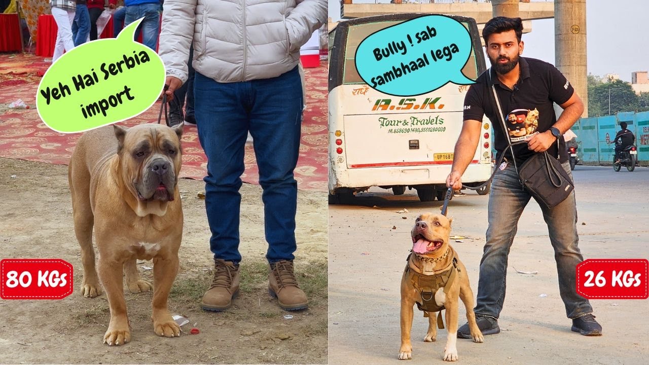 Super Rare🤯 WHITE GERMAN SHEPHARD🐩 spotted in Karnal  Dog show  with Aman and Bully 🥰