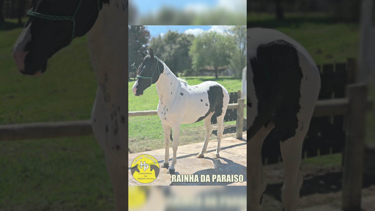 RAINHA DA PARAISO - HARAS PARAISO