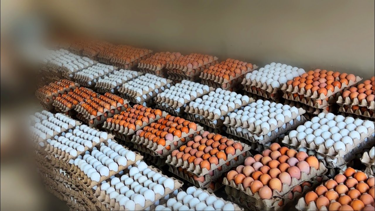 « La crise des œufs » La stratégie qui nous a permise de sauver notre production ! 