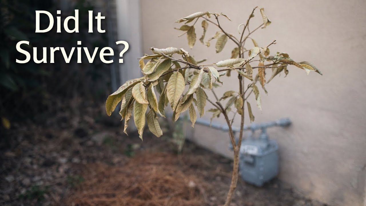 After the Arctic Freeze — Did the Guava Hedge Survive?