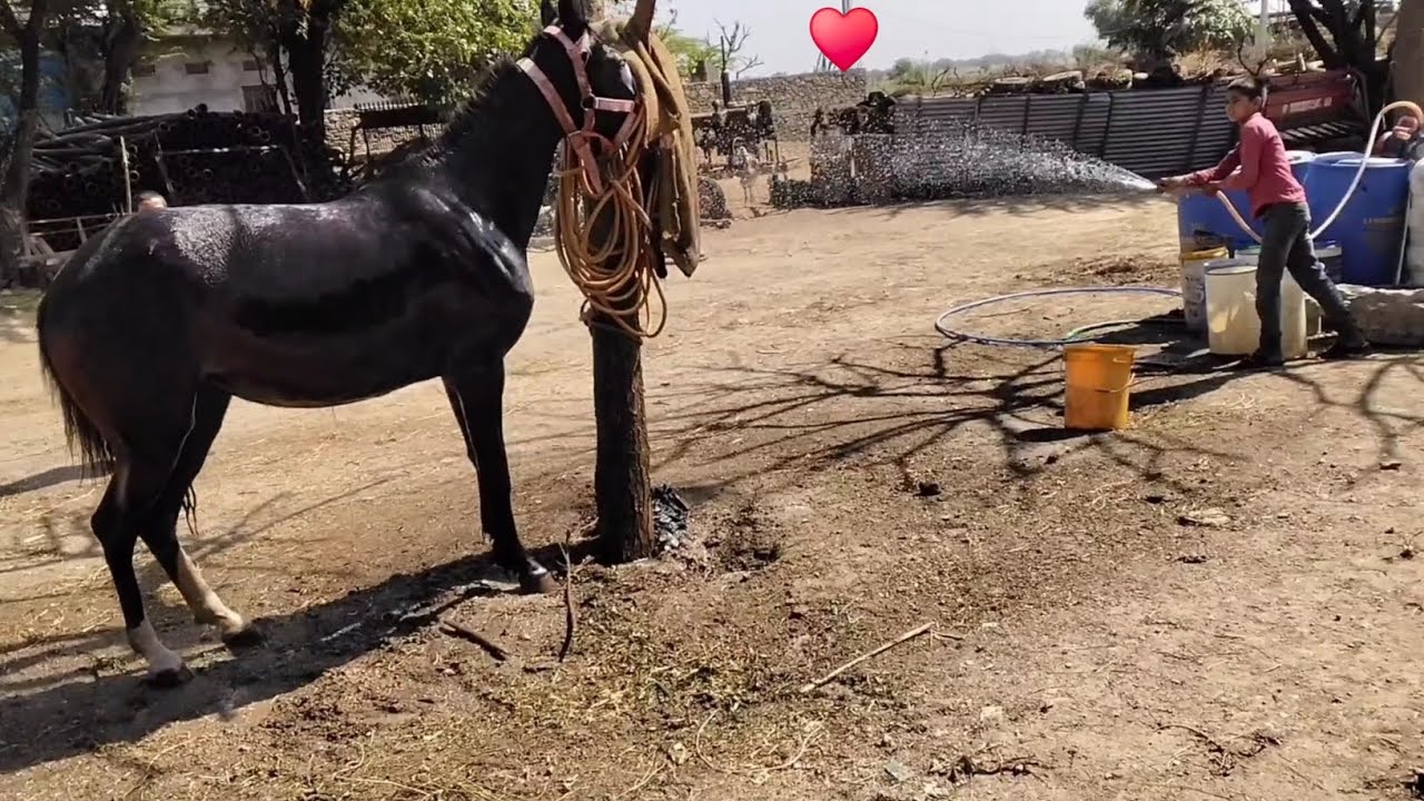 Finally  Chatika को नहला diya 😀 बहुत muskil huye ajj to 