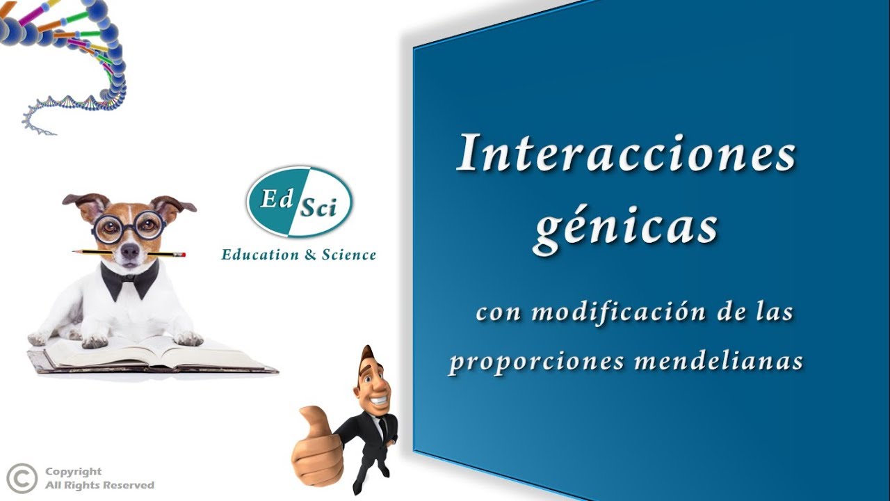Interacciones génicas - Epistasis 🧬💯✅